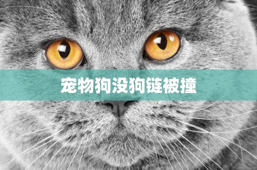 寵物狗沒狗鏈被撞