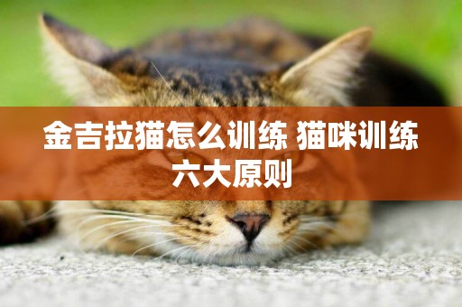 金吉拉貓怎么訓練 貓咪訓練六大原則