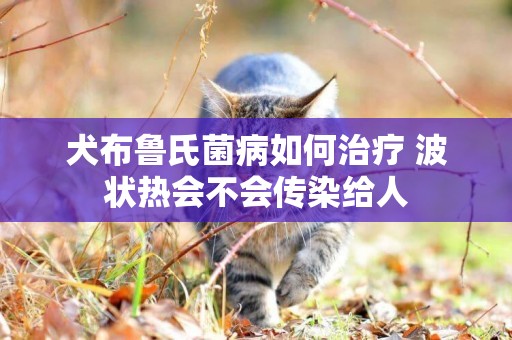 犬布魯氏菌病如何治療 波狀熱會不會傳染給人