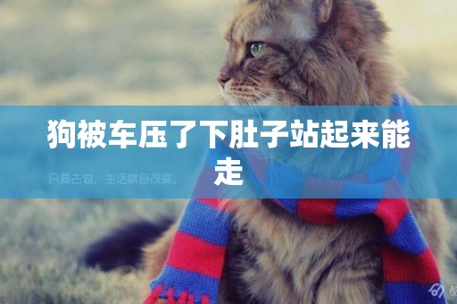 狗被車壓了下肚子站起來能走