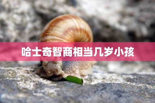 哈士奇智商相當幾歲小孩