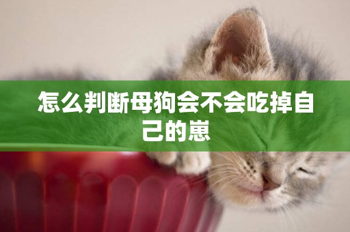 怎么判斷母狗會不會吃掉自己的崽