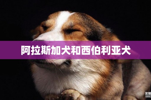 阿拉斯加犬和西伯利亞犬