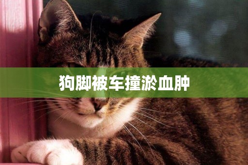 狗腳被車撞淤血腫
