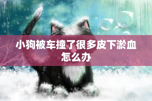 小狗被車撞了很多皮下淤血怎么辦