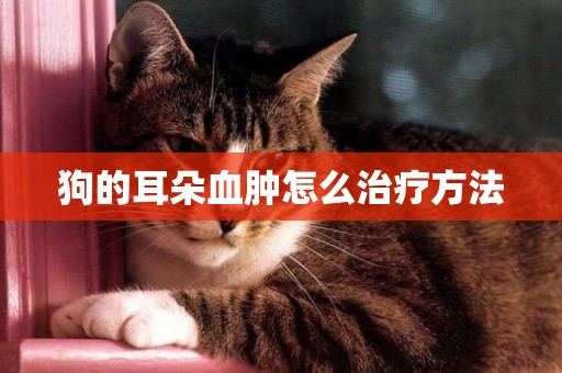 狗的耳朵血腫怎么治療方法