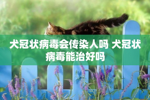 犬冠狀病毒會傳染人嗎 犬冠狀病毒能治好嗎