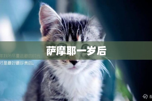 薩摩耶一歲后