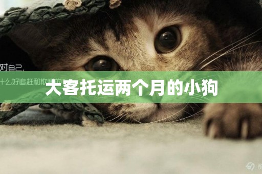 大客托運兩個月的小狗