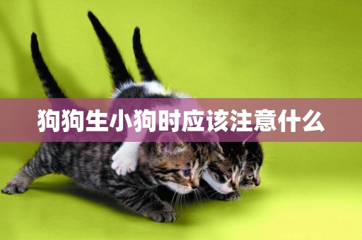 狗狗生小狗時應該注意什么