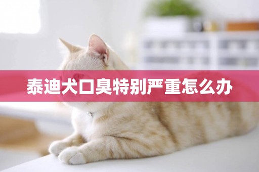 泰迪犬口臭特別嚴重怎么辦