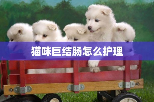 貓咪巨結腸怎么護理
