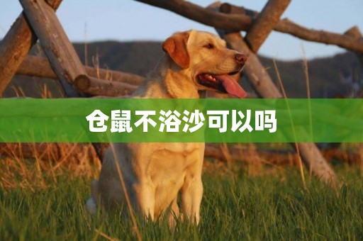 倉鼠不浴沙可以嗎