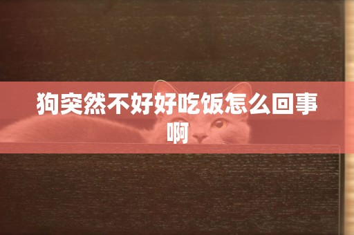 狗突然不好好吃飯怎么回事啊