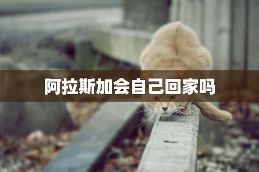 阿拉斯加會自己回家嗎