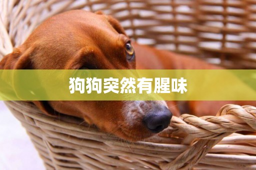 狗狗突然有腥味