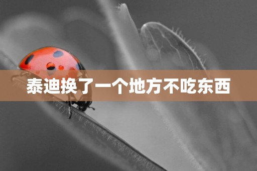 泰迪換了一個地方不吃東西