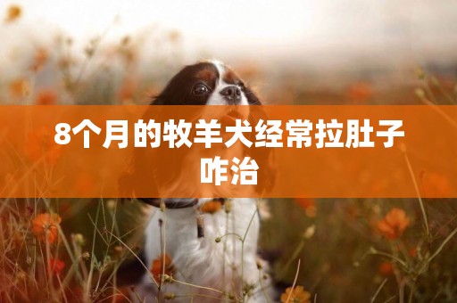 8個月的牧羊犬經常拉肚子咋治