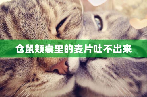 倉鼠頰囊里的麥片吐不出來