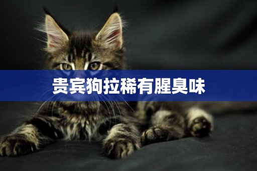 貴賓狗拉稀有腥臭味