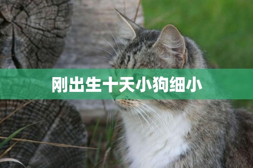 剛出生十天小狗細小
