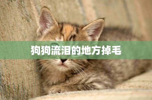 狗狗流淚的地方掉毛