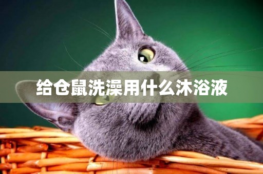 給倉鼠洗澡用什么沐浴液