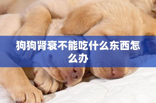 狗狗腎衰不能吃什么東西怎么辦