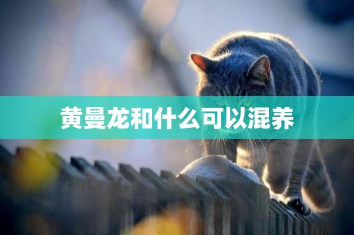 黃曼龍和什么可以混養