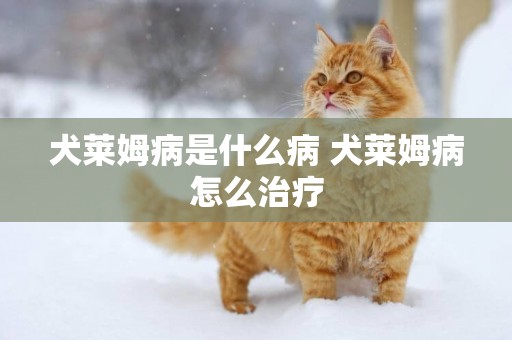 犬萊姆病是什么病 犬萊姆病怎么治療