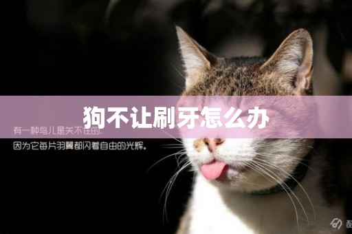 狗不讓刷牙怎么辦