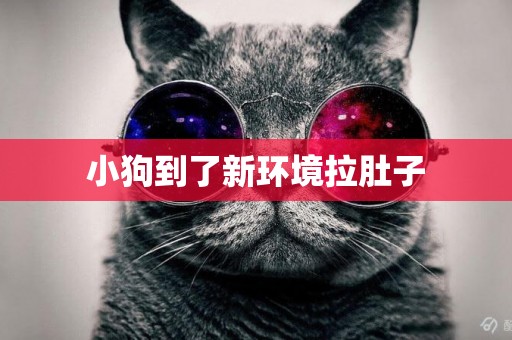 小狗到了新環境拉肚子