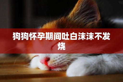 狗狗懷孕期間吐白沫沫不發燒