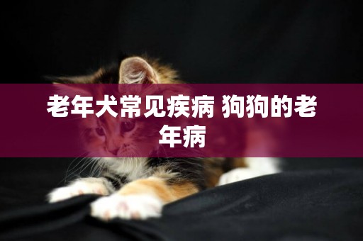 老年犬常見疾病 狗狗的老年病