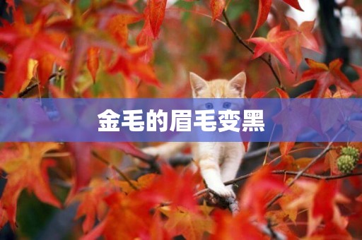 金毛的眉毛變黑