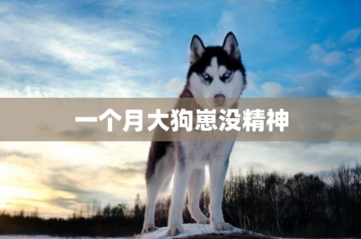 一個月大狗崽沒精神