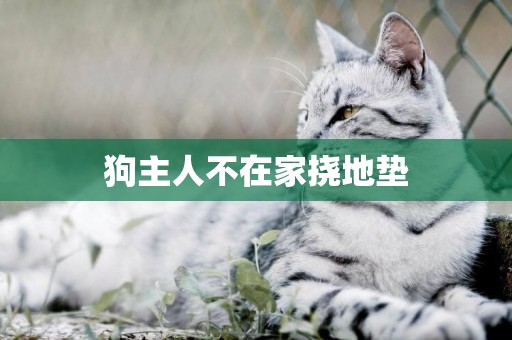 狗主人不在家撓地墊