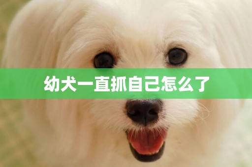 幼犬一直抓自己怎么了