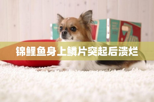 錦鯉魚身上鱗片突起后潰爛