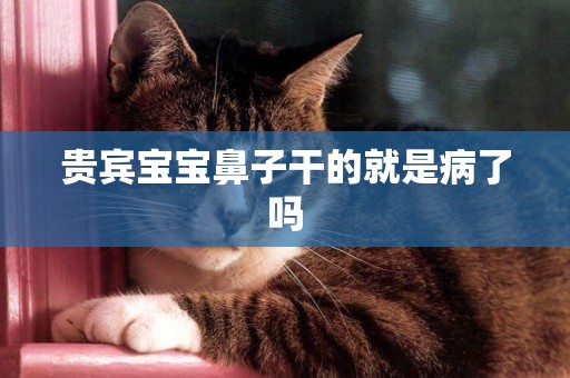 貴賓寶寶鼻子干的就是病了嗎
