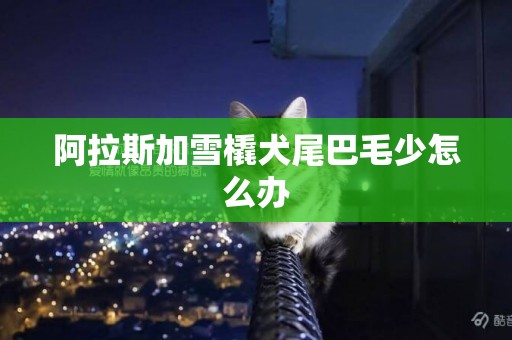 阿拉斯加雪橇犬尾巴毛少怎么辦