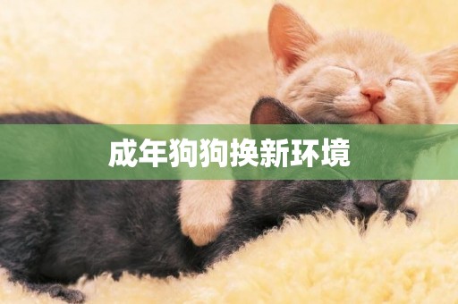 成年狗狗換新環境