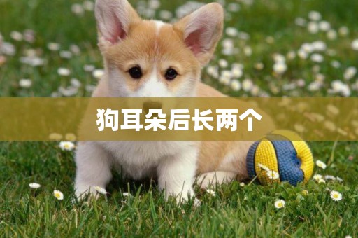 狗耳朵后長兩個