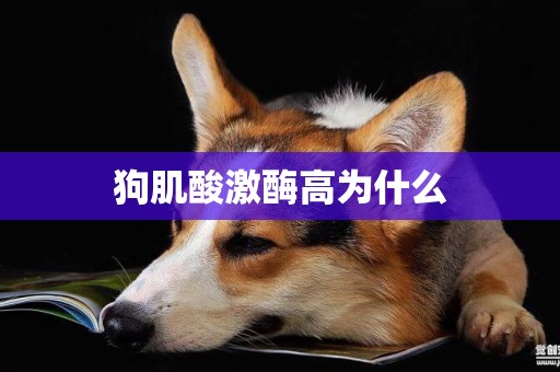 狗肌酸激酶高為什么