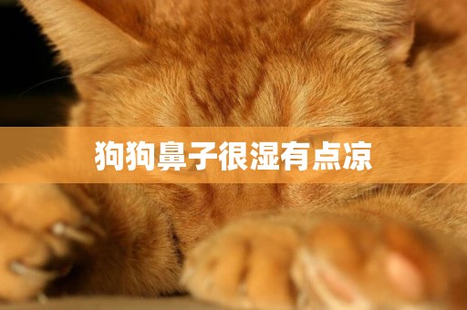 狗狗鼻子很濕有點涼