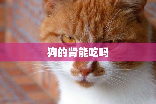 狗的腎能吃嗎