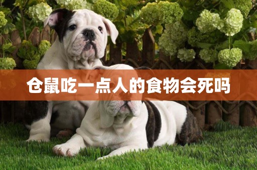 倉鼠吃一點人的食物會死嗎