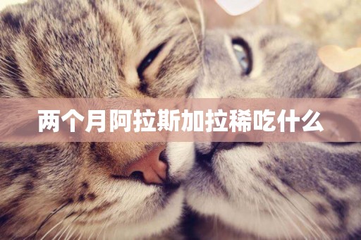 兩個月阿拉斯加拉稀吃什么