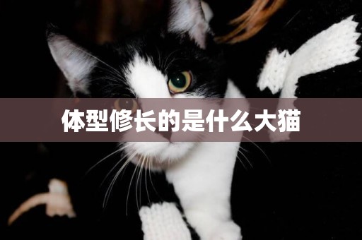 體型修長的是什么大貓