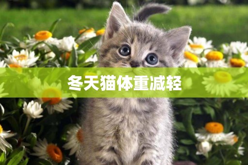 冬天貓體重減輕